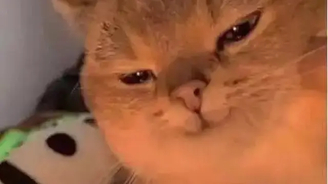 6 Ekspresi Kucing Selfie Ini Bikin Gemas Maksimal, Lucu Banget