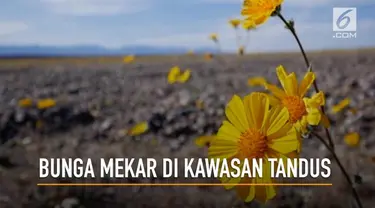 Keindahan Death Valley saat ditumbuhi bunga yang sedang mekar membuat warga keheranan.