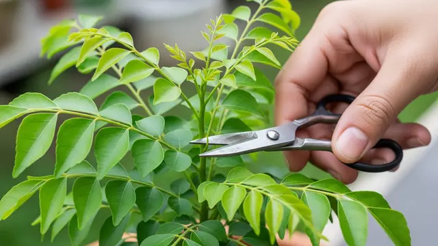 Cara Menanam Daun Kari di Pot Kecil agar Rimbun
