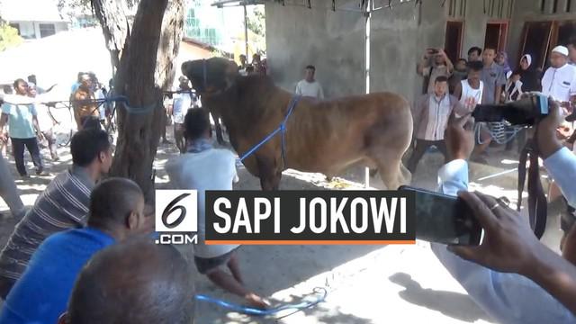 Presiden Jokowi menghadiahkan seekor sapi kurban seberat lebih dari 1 ton untuk warga Kupang Nusa Tenggara Timur. Sapi diberikan oleh gubernur NTT Viktor Bungtilu Laiskodat . Sapi dibeli dari peternak lokal seharga Rp 75 juta.