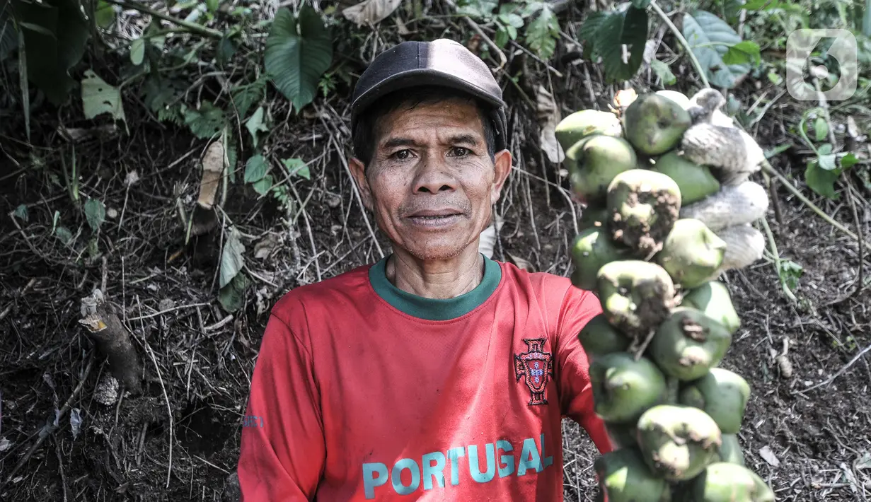 Edi (60) menunjukkan buah aren yang akan diolah menjadi kolang-kaling di Kampung Citugu, Desa Puraseda, Leuwiliang, Kabupaten Bogor, Jawa Barat, Minggu (25/4/2021). Edi mengaku kolang-kaling miliknya hingga kini masih belum dibeli tengkulak. (merdeka.com/Iqbal S. Nugroho)
