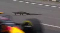 Komodo Masuk ke Lintasan, Pembalap F1 Panik