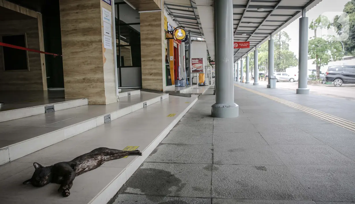 Seekor kucing tidur di Stasiun Pasar Senen, Jakarta, Kamis (6/5/2021). Larangan mudik sudah diatur melalui adendum Surat Edaran Satgas COVID-19 2021 SE 13/2021 tentang Peniadaan Mudik Hari Raya Idul Fitri tahun 1442 Hijriah. (Liputan6.com/Faizal Fanani)