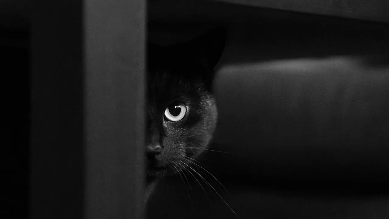 Lain Dari Biasanya, Kucing Ini Miliki Dua Warna Mata yang Berbeda