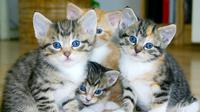 Ilustrasi Kucing Credit: pexels.com/Ilse