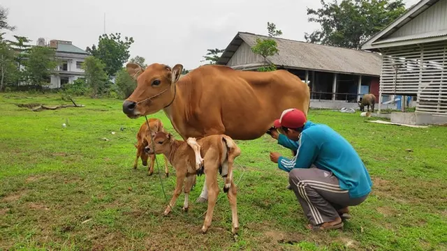 Anak sapi berkaki delapan yang lahir di laboratorium Fakultas Peternakan dan Pertanian UIN Sultan Syarif Kasim Pekanbaru.