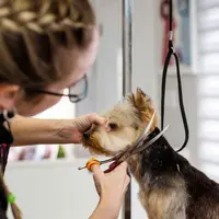 Ilustrasi salon hewan./copyright pexels/Photo by Goochie Poochie