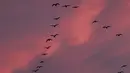 Kawanan angsa terbang saat senja di atas Teufelsmoor, Gnarrenburg di utara Jerman, 16 Oktober 2018. Burung-burung angsa tersebut terbang dengan formasi berbentuk huruf “V”. (Photo by Patrik STOLLARZ / AFP)