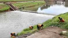 Petugas memotong rumput dengan arit di sepanjang bantaran Kanal Banjir Timur (KBT), Jakarta, Selasa (12/3). Tidak adanya mesin pemotong rumput menyebabkan para petugas melakukan perawatan rutin dengan alat seadanya. (Liputan6.com/Immanuel Antonius)