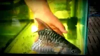 Di dalam video terlihat sangat jelas,  ikan mampu bertahan hidup meskipun sebagian tubuhnya sudah tidak ada lagi. 