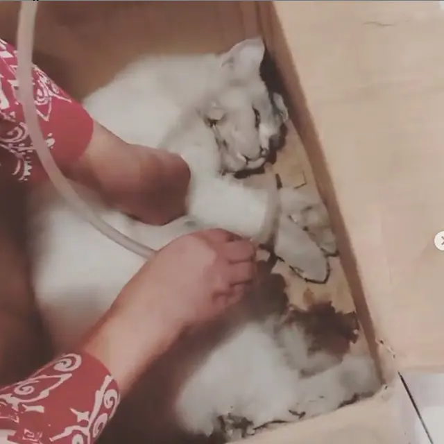 6 Momen Haru Umi Pipik Kuburkan Kucing Usai Kecelakaan, Bikin Tersentuh