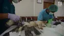 Dinas Ketahanan Pangan, Kelautan dan Pertanian (DKPKP) pemprov DKI Jakarta melakukan kastrasi atau pengebirian terhadap hewan peliharaan jenis kucing di Kecamatan Duren Sawit, Jakarta, Rabu (28/3). (Merdeka.com/Imam Buhori)