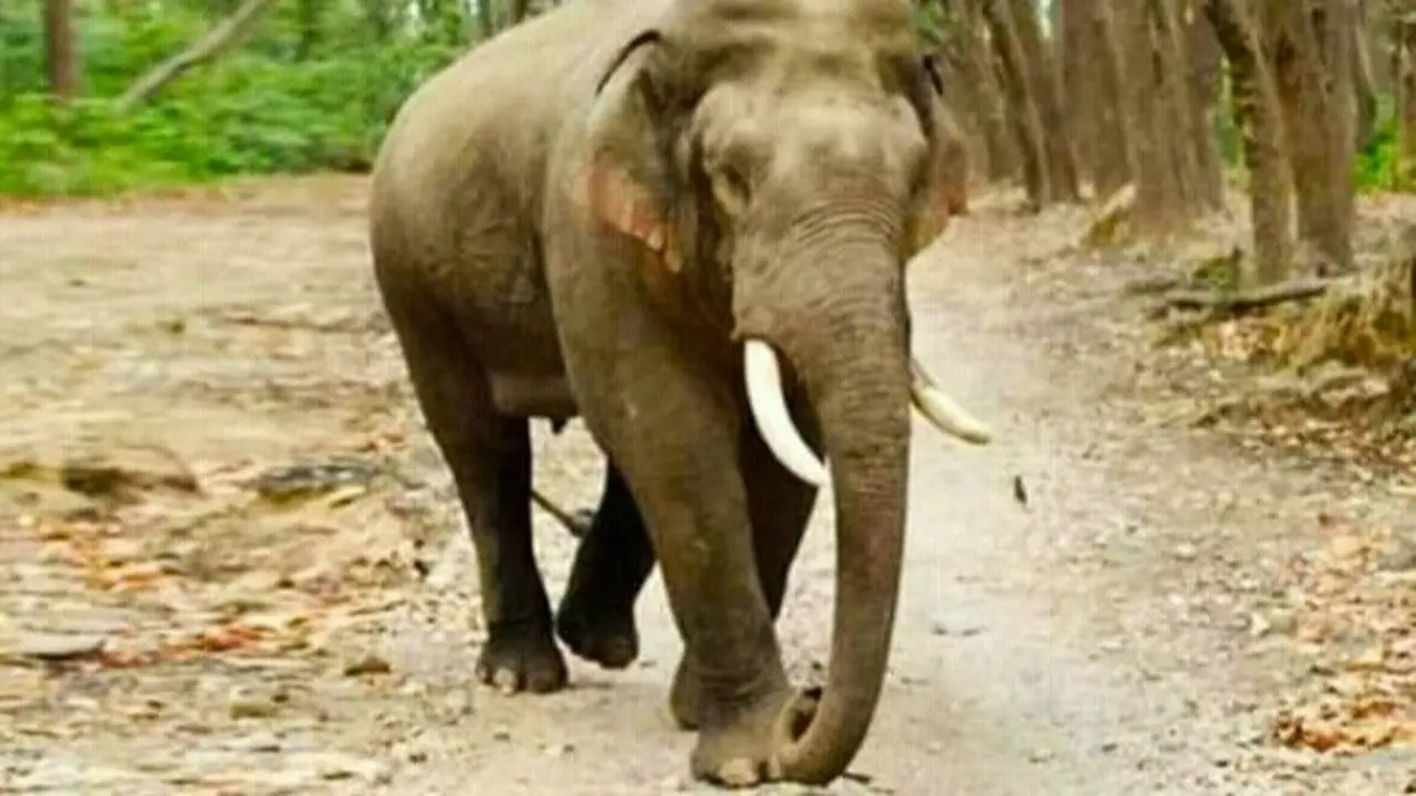 Gajah mengungsi dari Taman Nasional Tesso Nilo karena kabut asap kebakaran lahan dan masuk ke kebun masyarakat.