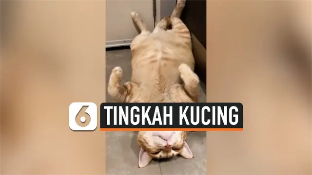 kucing mati