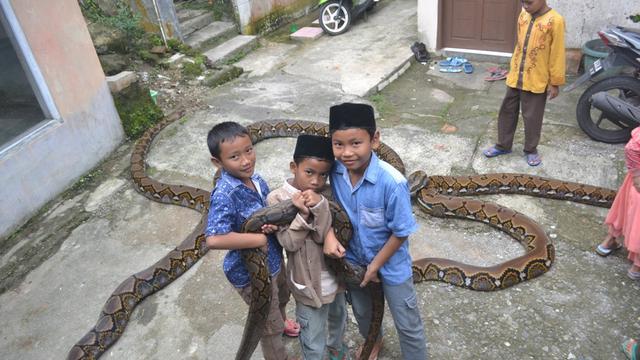Kisah Rambo Dan Syahrini Ular Piton Raksasa Kawan Bocah Kampung