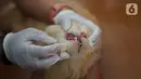 Petugas memeriksa hewan peliharaan kucing di kawasan Sawah Besar, Jakarta, Kamis (3/9/2019). Dalam rangka memperingati Hari Rabies Sedunia, Sudin Ketahanan Pangan Kelautan dan Perikanan DKI Jakarta melakukan vaksinasi hewan secara gratis. (Liputan6.com/Immanuel Antonius)