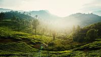 The best places to visit in Wayanad. (Photo: Anil Jose Xavier/Unsplash)