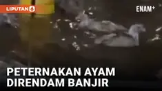 Ribuan Ayam Dihanyutkan Banjir Bandang Cianjur