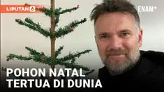POHON NATAL USIA 103 TAHUN DIJUAL SEHARGA RP66,5 JUTA DI INGGRIS