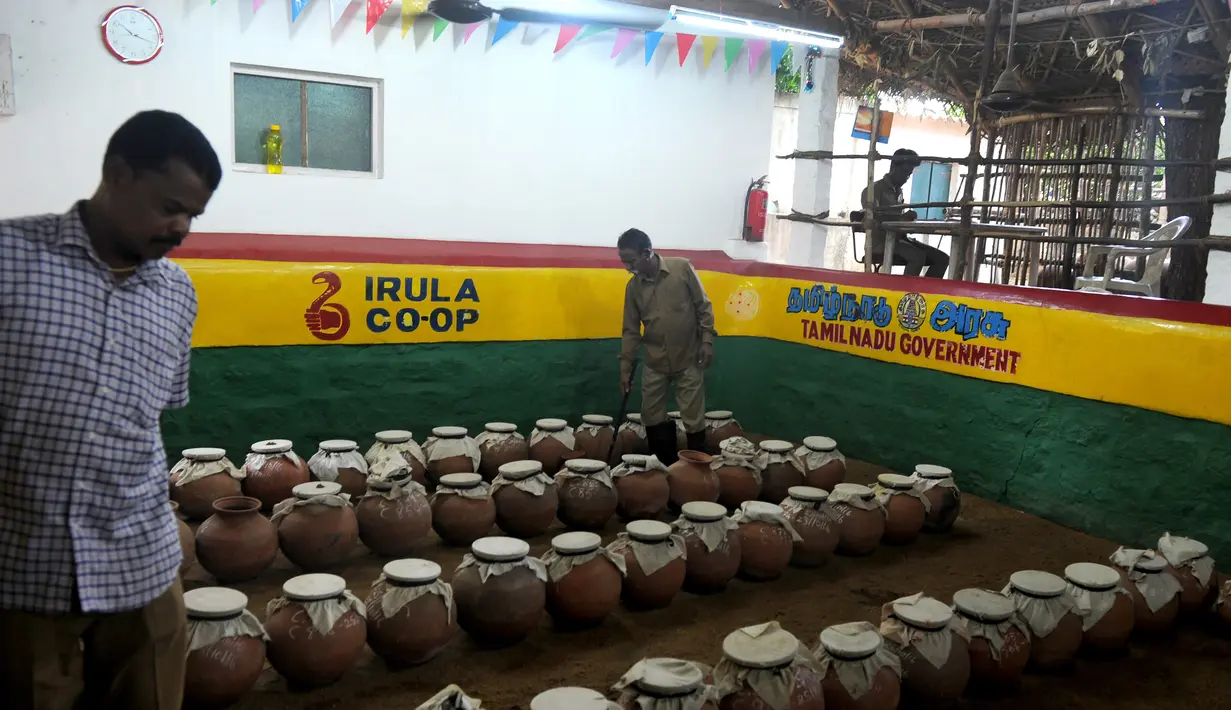Sejumlah pot berisi ular yang akan diekstraksi bisanya di pusat ekstraksi bisa ular Irula di pinggiran Chennai, India, (11/11). Keahlian mereka menangkap ular merupakan turunan dari generasi ke generasi Suku Irula. (AFP Photo/Arun Sankar)