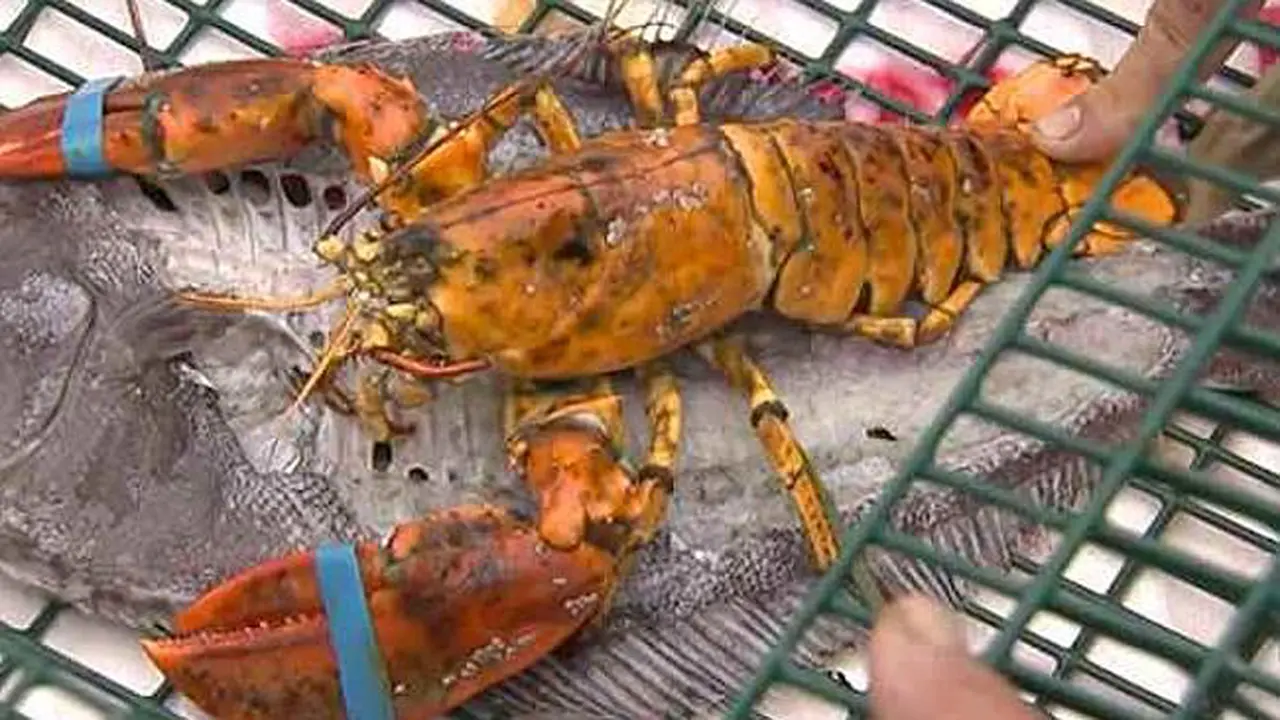 Ditemukan Lobster Langka, Warnanya Seperti Sudah Dipanggang 