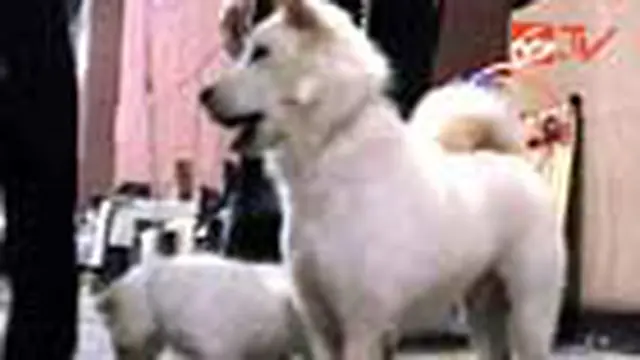 Lomba Anjing Internasional Digelar di Surabaya