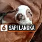 ANAK SAPI LAHIR BERKEPALA DUA DAN BERMATA EMPAT