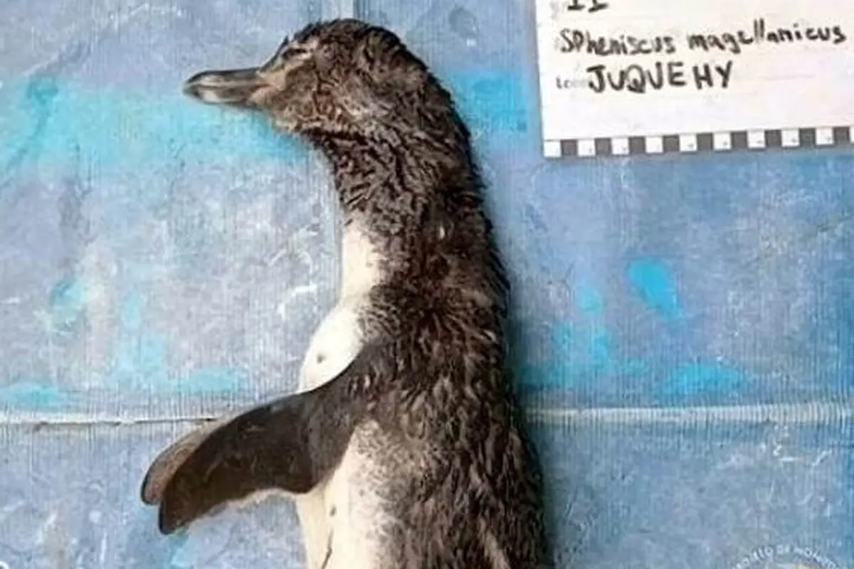 Pilu, Penguin Ini Mati Setelah Menelan Masker yang Dibuang Sembarangan