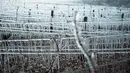 Tunas anggur tertutup oleh es yang melindungi mereka dari embun beku, di kebun anggur dekat Chablis, wilayah Burgundy (4/4/2022). Petani anggur berebut menemukan cara melindungi tanaman merambat dari embun beku setelah musim dingin melanda negara-negara seluruh Eropa. (AP Photo/Thibault Camus)