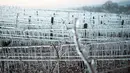 Tunas anggur tertutup oleh es yang melindungi mereka dari embun beku, di kebun anggur dekat Chablis, wilayah Burgundy (4/4/2022). Petani anggur berebut menemukan cara melindungi tanaman merambat dari embun beku setelah musim dingin melanda negara-negara seluruh Eropa. (AP Photo/Thibault Camus)