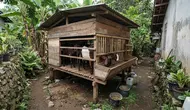 7 Model Kandang Kambing untuk Lahan Sempit yang Praktis dan Mudah Dibersihkan