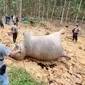 Gajah mati di Kabupaten Bengkalis. (Liputan6.com/Dok BBKSDA Riau)