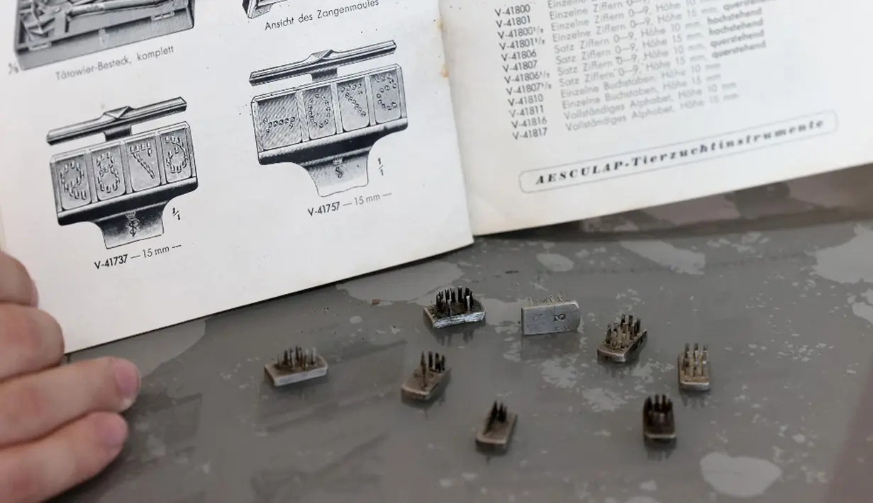 Stempel tato yang digunakan Nazi pada Yahudi dan narapidana Auschwitz lainnya dipajang di Yerusalem, 8 November 2021. Lelang stempel tato tersebut dihentikan menyusul banding dari kelompok yang selamat dari Holocaust. (EMMANUEL DUNAND/AFP)