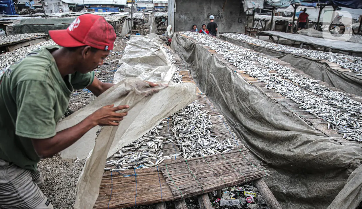 Pekerja menjemur ikan saat proses pengasinan di kawasan Muara Angke, Jakarta, Senin (26/12/2022). Nelayan mengaku produksi ikan asin di muara angke mengalami penurunan, disebabkan terhambatnya proses pengeringan di musim hujan. (Liputan6.com/Faizal Fanani)