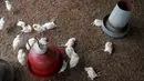 Sejumlah ayam yang mati terkena wabah virus flu burung, di peternakan di desa Modeste, Pantai Gading, Afrika Barat, Jumat (14/8/2015). Pemerintah setempat mengumumkan bahwa virus H5N1 telah menyebar ke tiga wilayah di negaranya. (REUTERS/Luc Gnago)