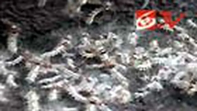 Ulat Bulu Kian Mudah Ditemukan di Jateng