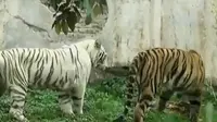  Balita Diterkam Harimau di Taman Satwa Kota Batu