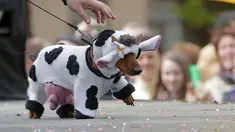 Seekor anjing jenis dachshund memakai kostum sapi saat mengikuti Parade Dachshund di St.Petersburg, Rusia, Sabtu (27/5). (AP Photo / Dmitri Lovetsky)