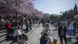Hingga kini Kungstradgarden menjadi lokasi bunga sakura yang terbesar di Stockholm. (Jonathan NACKSTRAND / AFP)