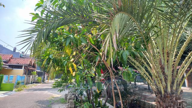 Foto dengan kamera wide di Samsung Galaxy M22 (Liputan6.com/Giovani Dio Prasasti)