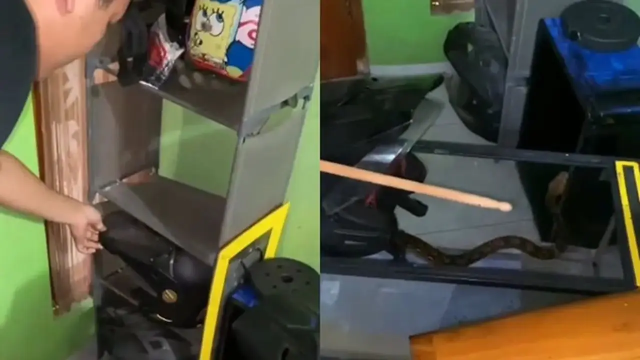 Bikin Merinding, Ular Bersembunyi di Dalam Helm Sepeda Motor