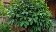 10 Cara Menanam Daun Salam dari Batang agar Cepat Tumbuh, Cocok untuk Kebun Rumah