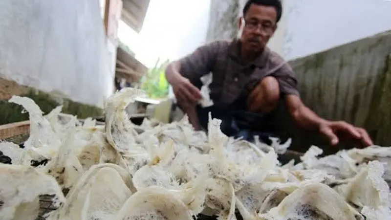 Panen sarang burung walet di Kabupaten Kepulauan Mentawai. (Dok Humas Kabupaten Mentawai)