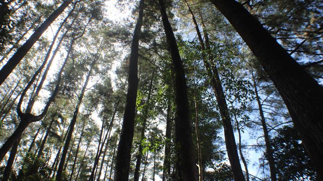 Gunung Hibata penuh dengan cerita mistis