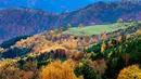 Warna daun-daun musim gugur di pegunungan Vosges menandai pergantian musim di Rimbach, kawasan Alsace, Perancis timur, Selasa (3/11). (REUTERS / Jacky Naegelen)