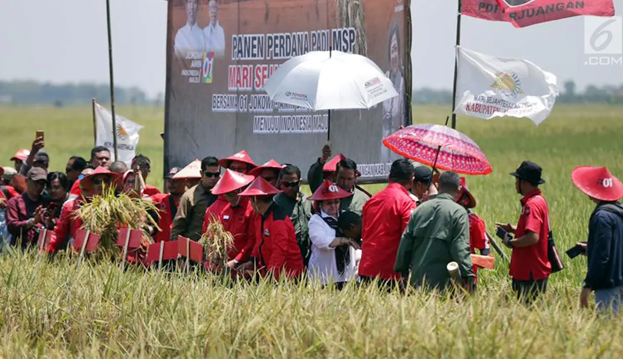 Ketua Umum PDI Perjuangan Megawati Seokarnoputri (tengah) saat panen raya padi MSP di Indramayu, Jawa Barat, Kamis (4/4). Megawati memberikan dukungan penuh pada penelitian di sektor pangan. (Liputan6.com/HO/Iwan)