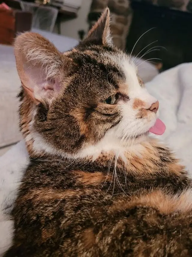 6 Ekspresi Kucing Menjulurkan Lidah Bak Mengejek Ini Bikin Gemas