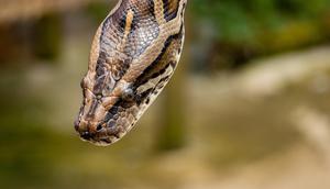 Kepala Ular Piton Ini Putus Digigit Pria (Sumber: Ilustrasi Pexels/-omáš-malík