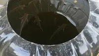 Cara Membuat Kolam Ternak Lele dari Galon Bekas yang Mudah, Jadi Panduan untuk Pemula