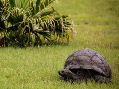 Seekor kura-kura raksasa Seychelles bernama Jonathan, berjalan di rumput di kediaman  Gubernur Kerajaan Inggris, Saint Helena (20/10). Kura-kura yang lahir pada tahun 1832 diperkirakan berusia 185 tahun. (AFP PHOTO / Gianluigi Guercia)